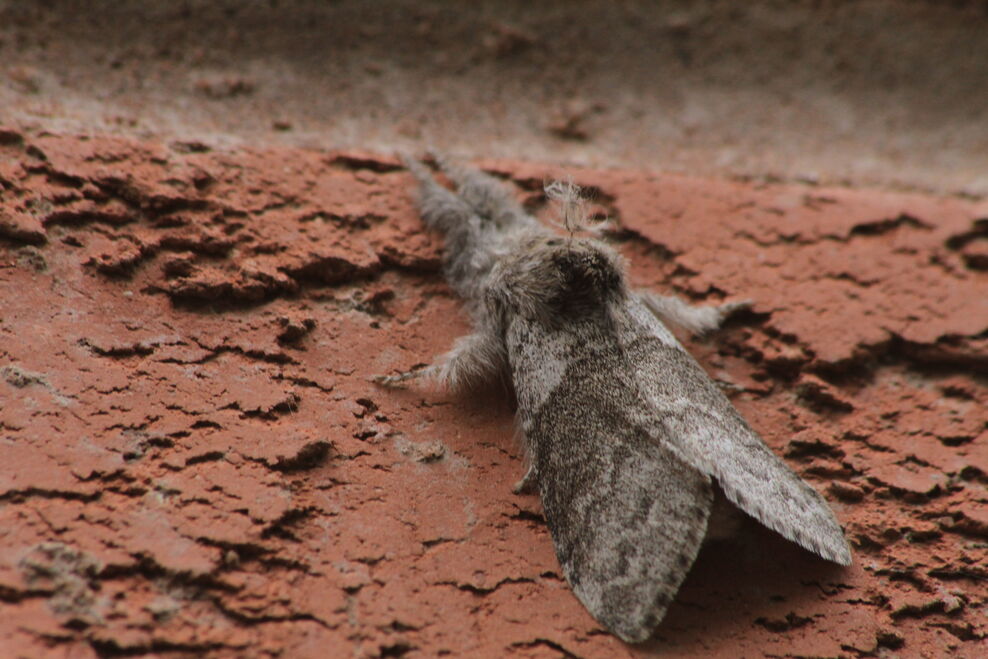 pale-tussock-the-wildlife-trusts